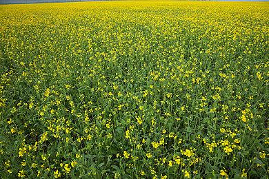 瑕不掩瑜的佳作 《霍格沃茨之遗》PC版性能表现分析